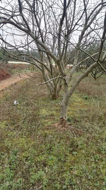 佛山學校校園綠化植物修剪資訊：紫錐菊-你難以理解的懶散之美